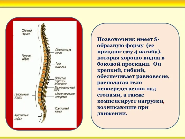 Позвоночник имеет S-образную форму (ее придают ему 4 изгиба), которая