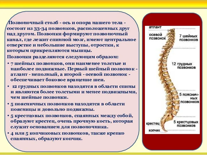 Позвоночный столб - ось и опора нашего тела - состоит