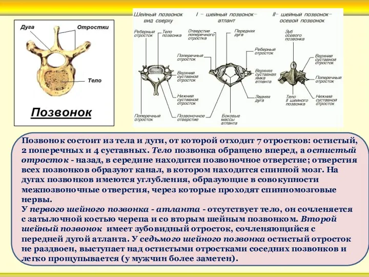 Позвонок состоит из тела и дуги, от которой отходит 7