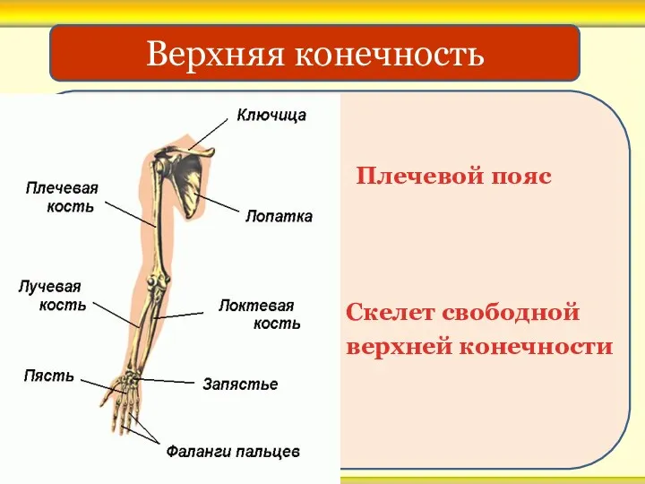 Плечевой пояс Скелет свободной верхней конечности Верхняя конечность
