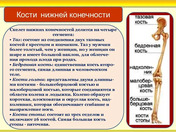 Скелет нижних конечностей делится на четыре сегмента: • Таз: состоит