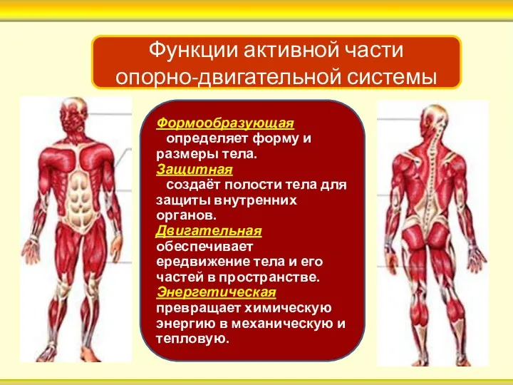 Функции активной части опорно-двигательной системы Формообразующая определяет форму и размеры