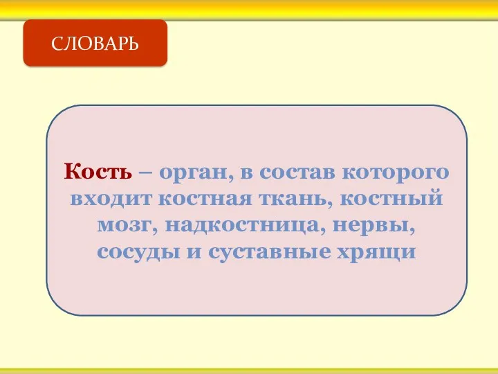 СЛОВАРЬ Кость – орган, в состав которого входит костная ткань,