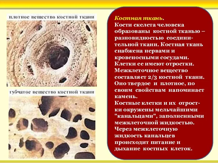 Костная ткань. Кости скелета человека образованы костной тканью – разновидностью