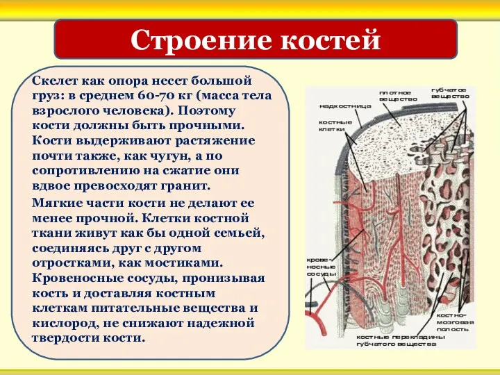 Скелет как опора несет большой груз: в среднем 60-70 кг