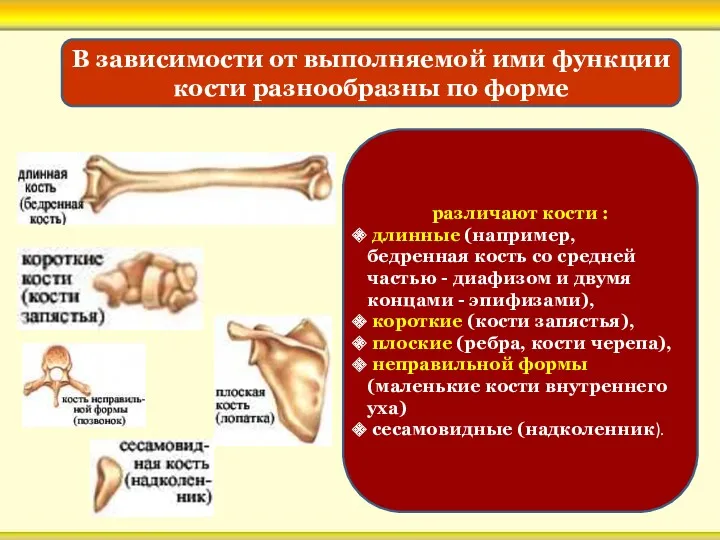 различают кости : длинные (например, бедренная кость со средней частью