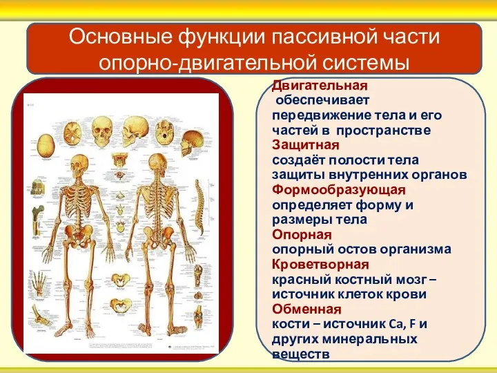 Двигательная обеспечивает передвижение тела и его частей в пространстве Защитная