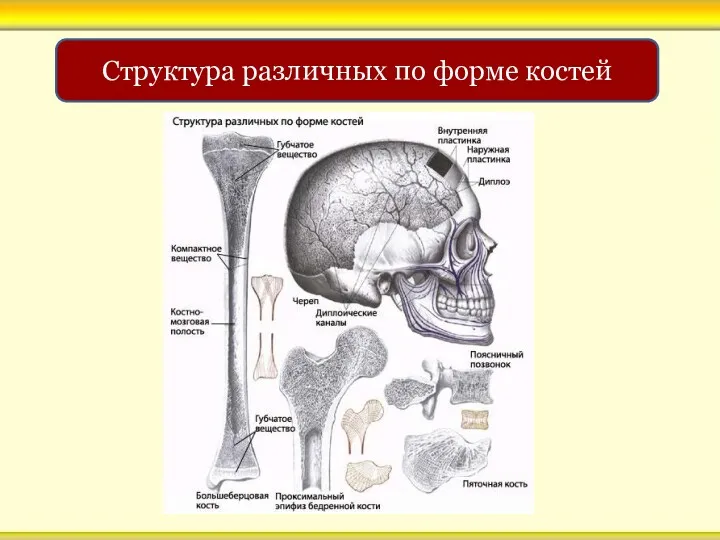 Структура различных по форме костей
