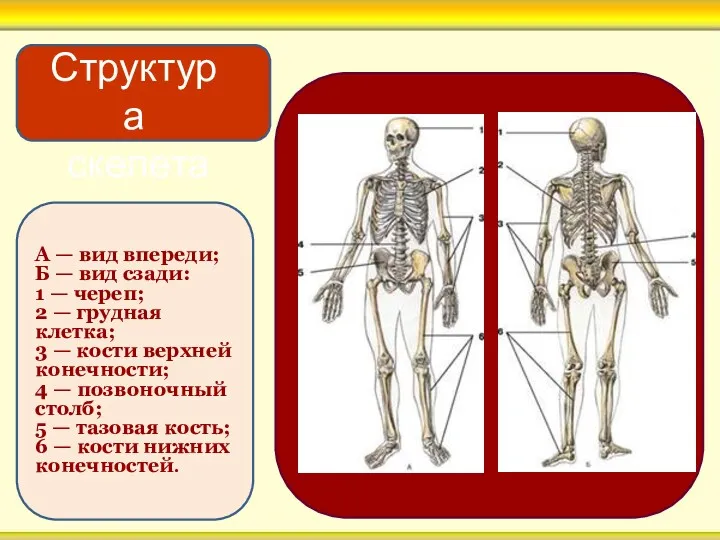 А — вид впереди; Б — вид сзади: 1 —