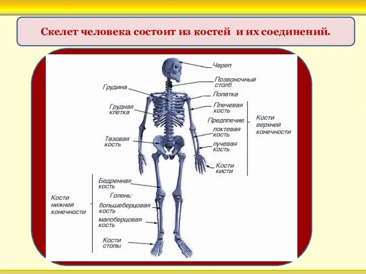 Скелет человека состоит из костей и их соединений.