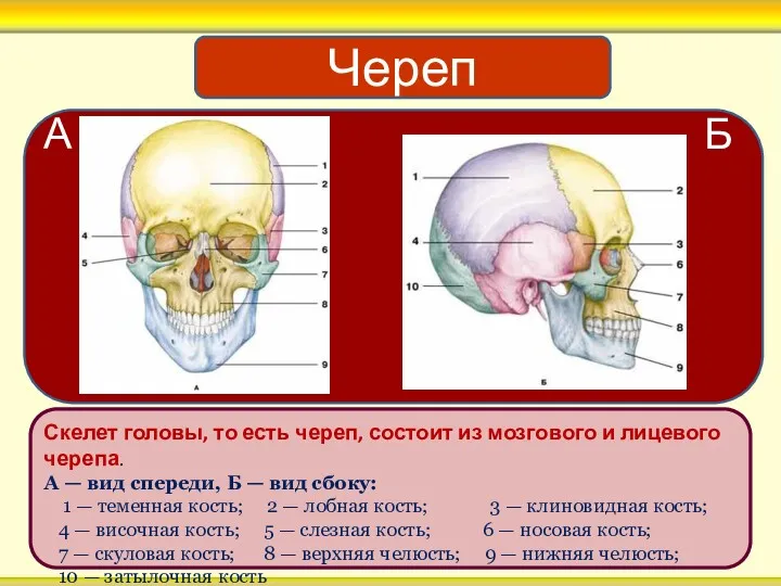 Скелет головы, то есть череп, состоит из мозгового и лицевого