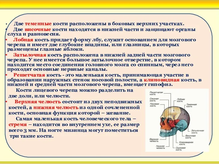 Две теменные кости расположены в боковых верхних участках. Две височные