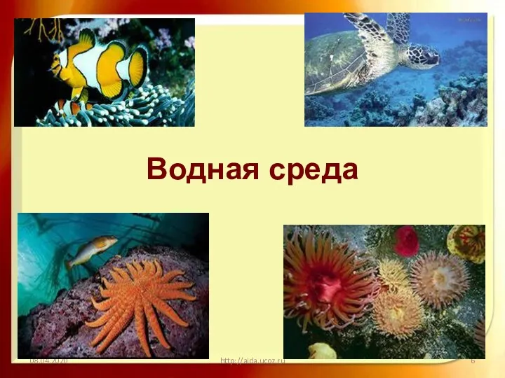 08.04.2020 http://aida.ucoz.ru Водная среда