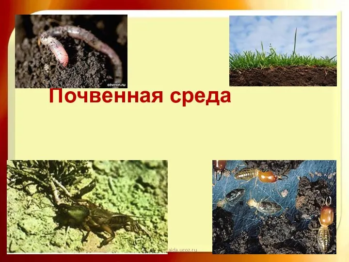 08.04.2020 http://aida.ucoz.ru Почвенная среда
