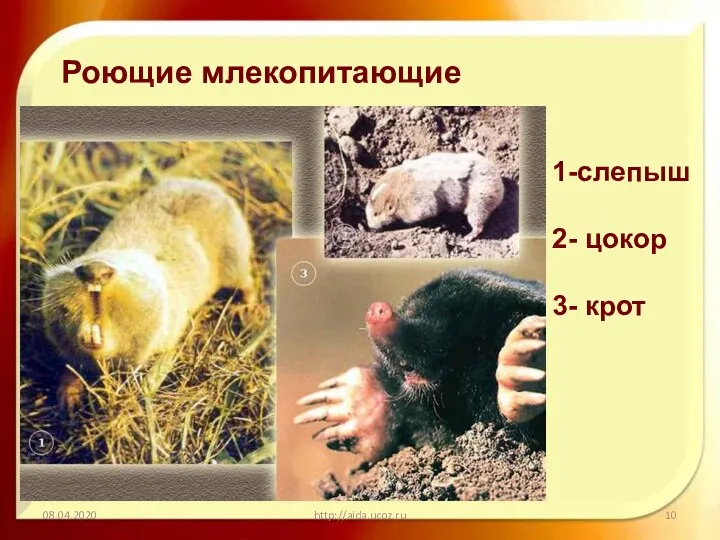 08.04.2020 http://aida.ucoz.ru Роющие млекопитающие 1-слепыш 2- цокор 3- крот