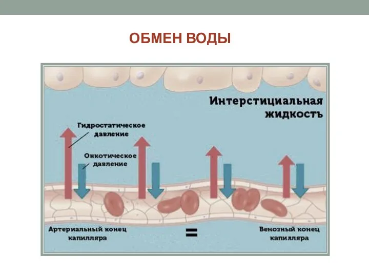 ОБМЕН ВОДЫ