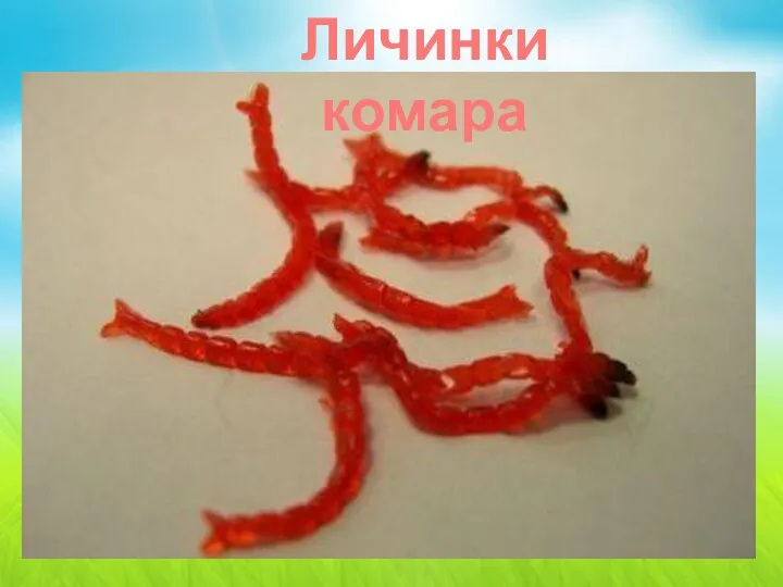 Личинки комара