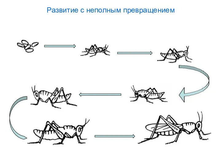 Развитие с неполным превращением