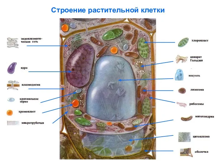 Строение растительной клетки