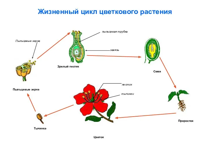 Жизненный цикл цветкового растения Проросток Семя Тычинка Цветок Пыльцевые зерна