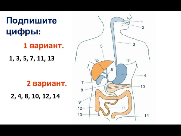 Подпишите цифры: 1 вариант. 1, 3, 5, 7, 11, 13