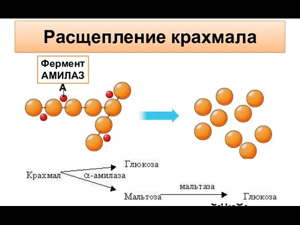 Расщепление крахмала Крахмал (C6H10O5)n Глюкоза C6H12O6 Фермент АМИЛАЗА