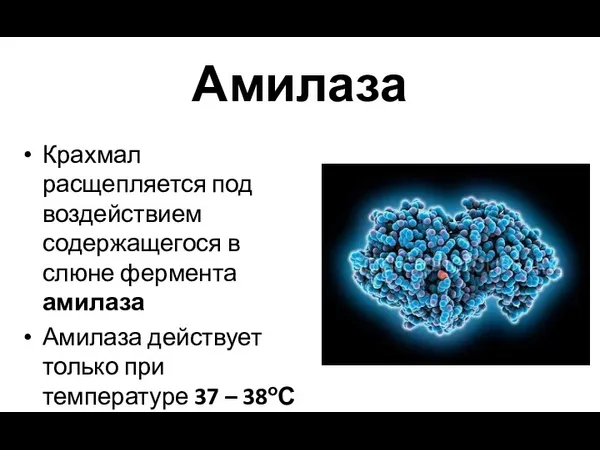 Амилаза Крахмал расщепляется под воздействием содержащегося в слюне фермента амилаза