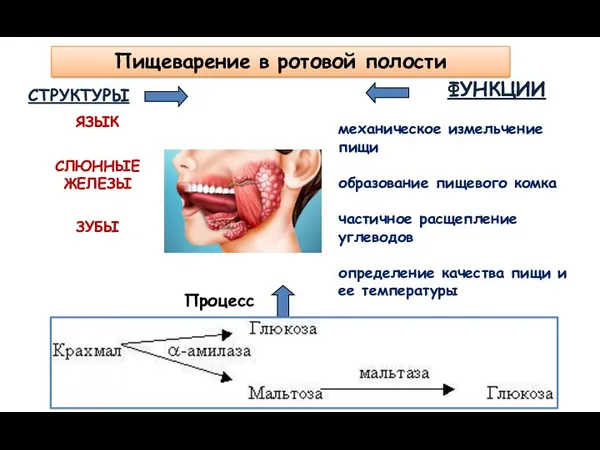 СТРУКТУРЫ ЯЗЫК СЛЮННЫЕ ЖЕЛЕЗЫ ЗУБЫ ФУНКЦИИ механическое измельчение пищи образование