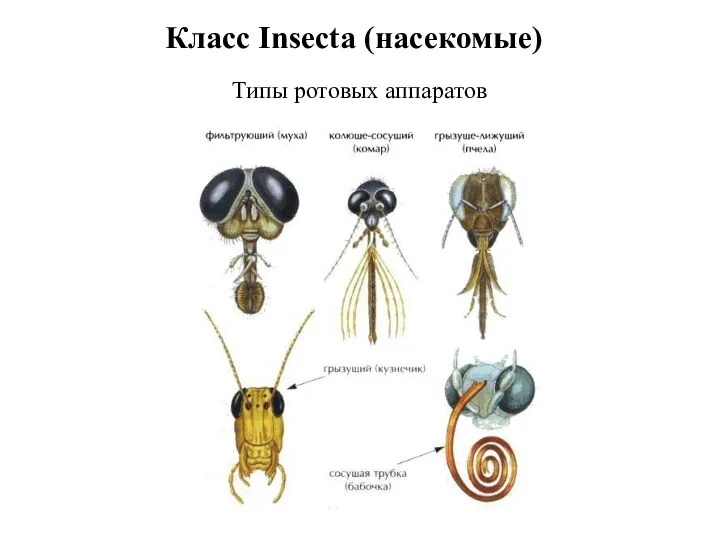 Класс Insecta (насекомые) Типы ротовых аппаратов