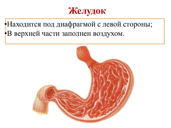 Желудок Находится под диафрагмой с левой стороны; В верхней части заполнен воздухом.