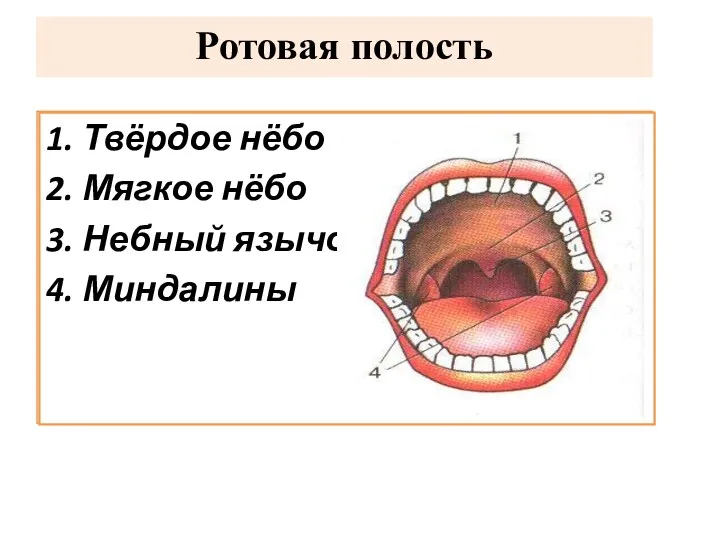 Ротовая полость 1. … 2. … 3. … 4. …