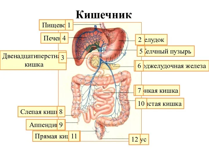 Кишечник Пищевод Печень Двенадцатиперстная кишка Желудок Желчный пузырь Поджелудочная железа