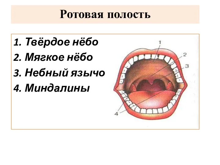 Ротовая полость 1. Твёрдое нёбо 2. Мягкое нёбо 3. Небный язычок 4. Миндалины