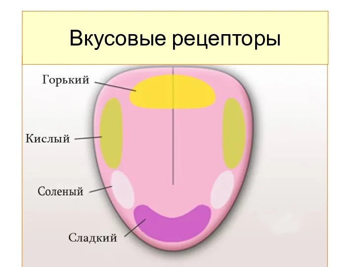 Вкусовые рецепторы