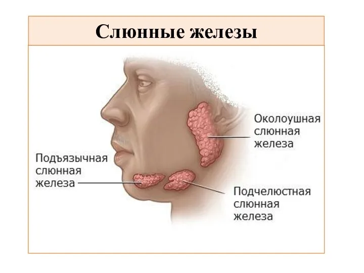 Слюнные железы