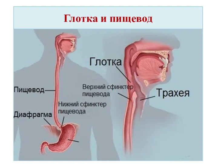 Глотка и пищевод