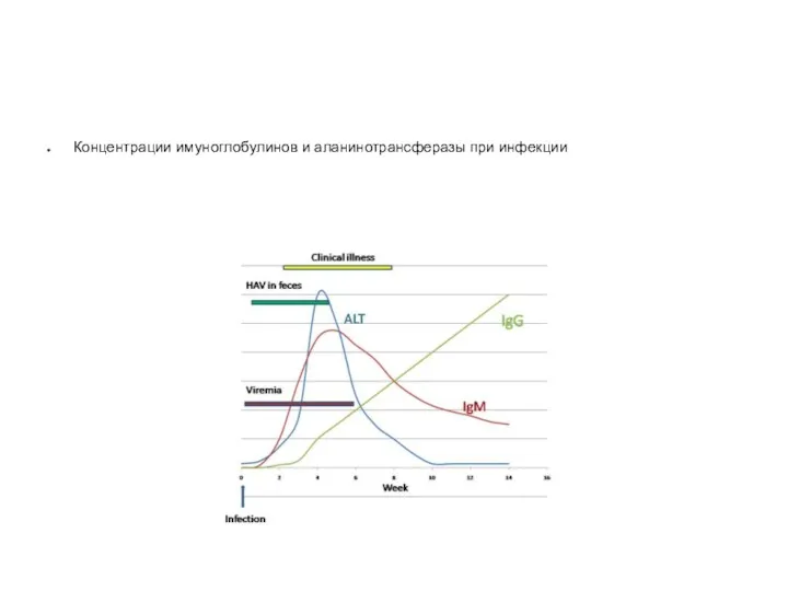 Концентрации имуноглобулинов и аланинотрансферазы при инфекции