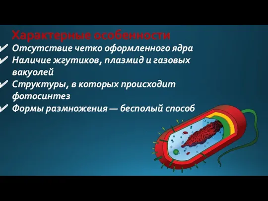 Характерные особенности Отсутствие четко оформленного ядра Наличие жгутиков, плазмид и