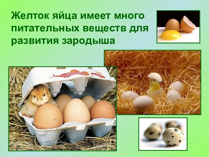 Желток яйца имеет много питательных веществ для развития зародыша