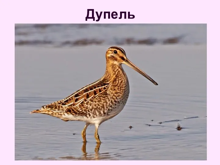 Дупель