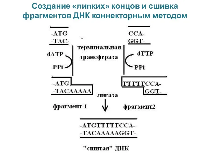 Создание «липких» концов и сшивка фрагментов ДНК коннекторным методом