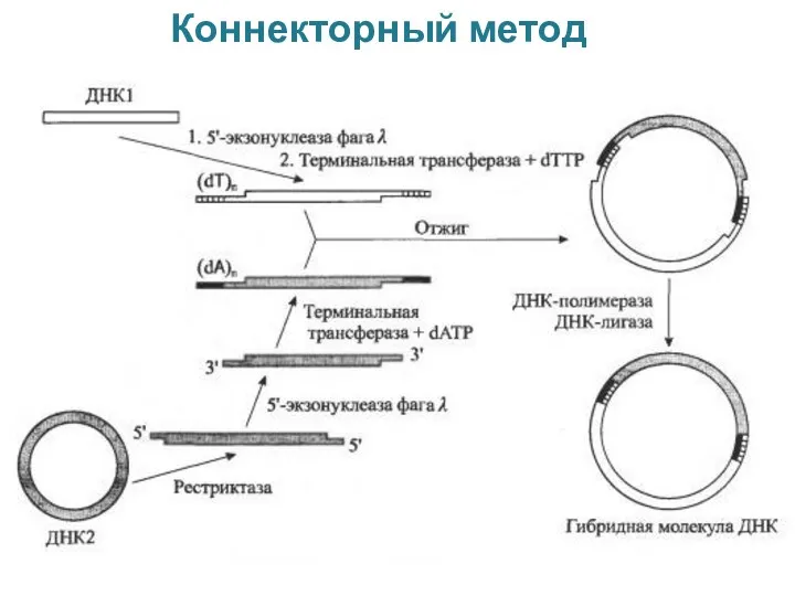 Коннекторный метод Тема №3