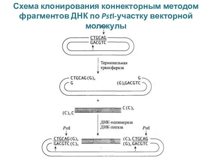 Схема клонирования коннекторным методом фрагментов ДНК по PstI-участку векторной молекулы Тема №3