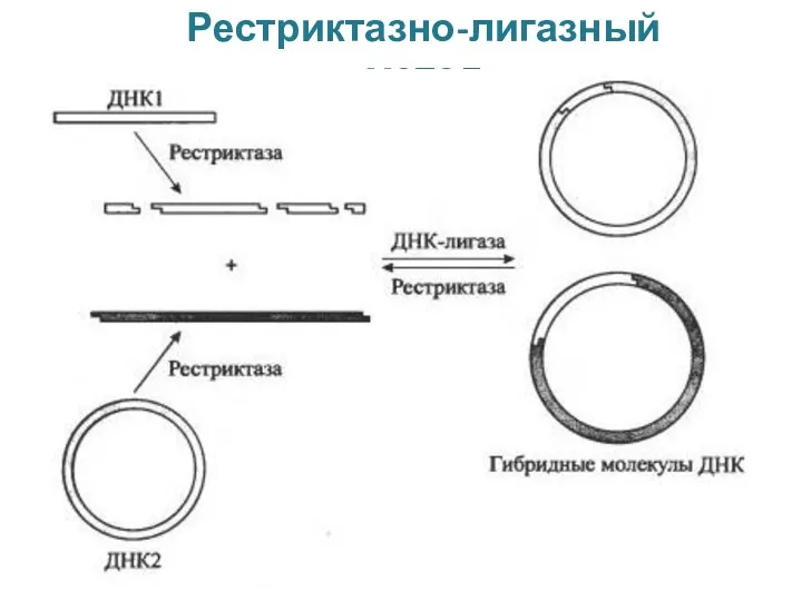 Рестриктазно-лигазный метод Тема №3