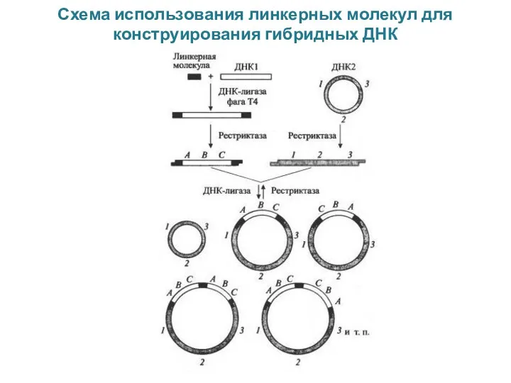 Схема использования линкерных молекул для конструирования гибридных ДНК Тема №3