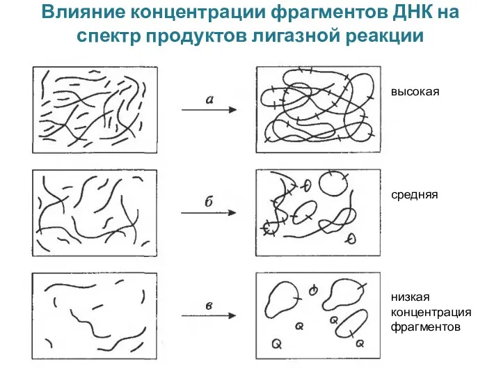 Влияние концентрации фрагментов ДНК на спектр продуктов лигазной реакции высокая средняя низкая концентрация фрагментов