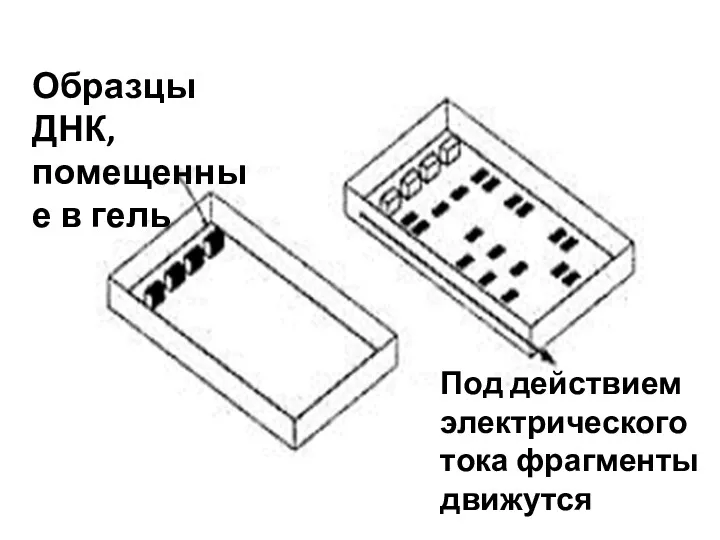 Образцы ДНК, помещенные в гель Под действием электрического тока фрагменты движутся