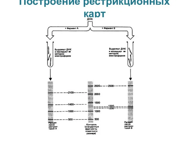 Построение рестрикционных карт Тема №2