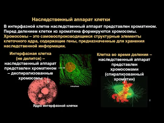 В интерфазной клетке наследственный аппарат представлен хроматином. Перед делением клетки