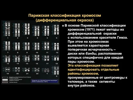 Парижская классификация хромосом (дифференциальная окраска) В основе Парижской классификации хромосом